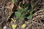 Carolina frostweed